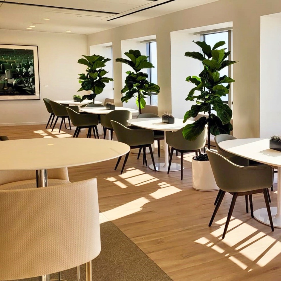 Sunlit executive dining room with fiddle-leaf fig trees at every window bay