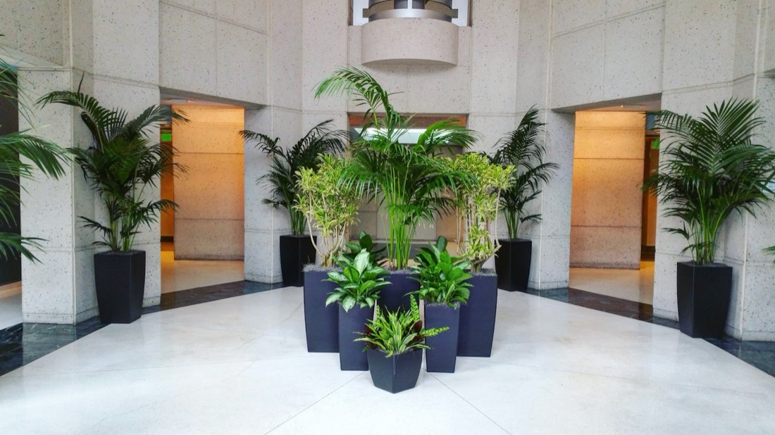 Kentia palms arranged symmetrically around a circular granite office lobby