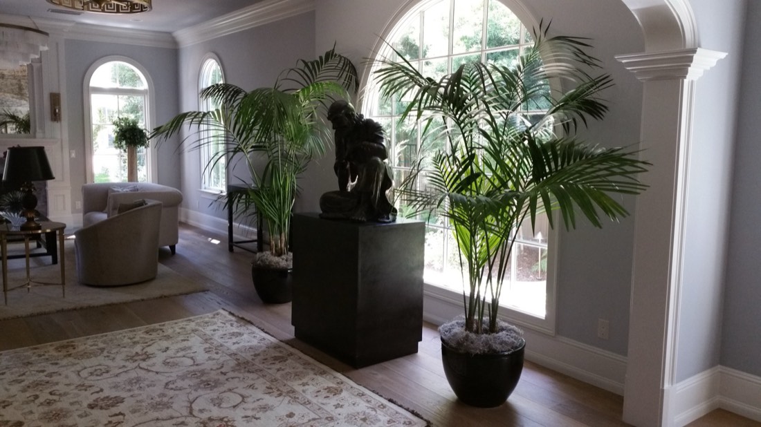 Kentia palms beside arched windows in an elegant Los Angeles home