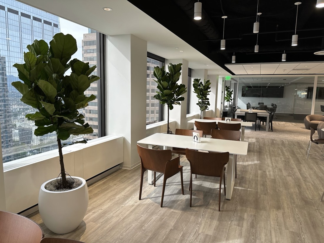 High-rise break area with fiddle-leaf fig trees lining the windows and skyline views beyond