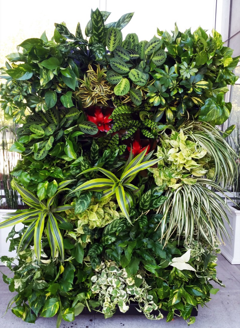 Lush tropical living green wall installed indoors by Area Indoor Plants