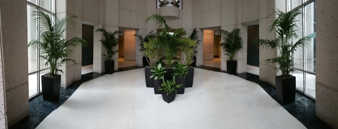Symmetrical palms installed by Area Indoor Plants in a marble commercial lobby