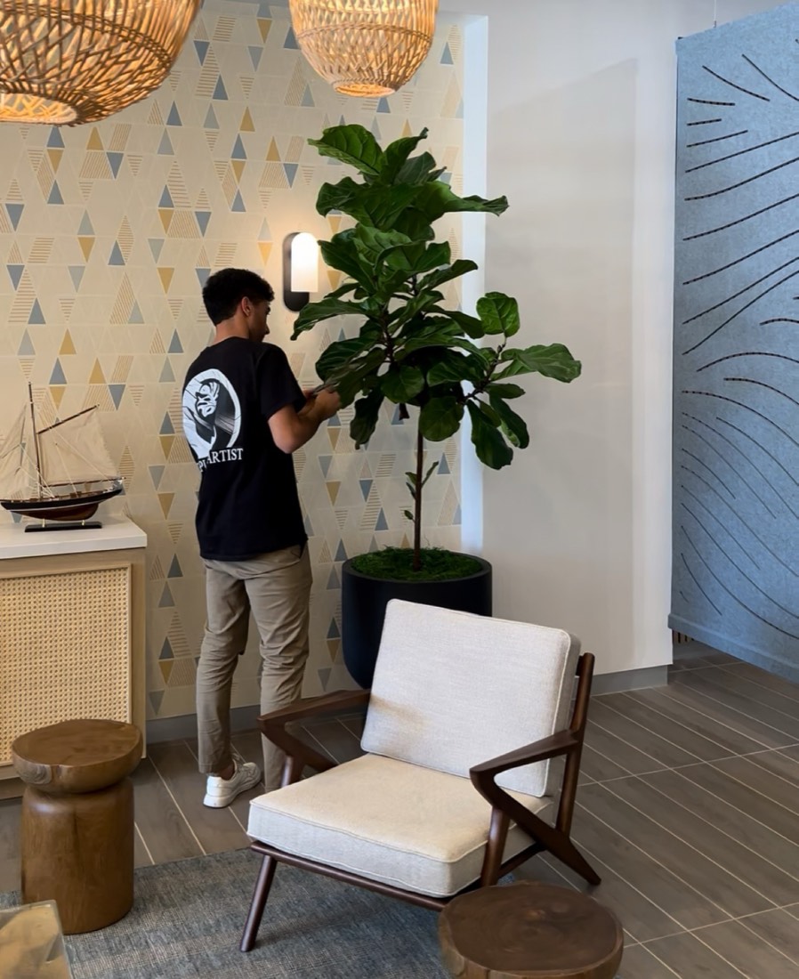 Luca styling a fiddle-leaf fig during a maintenance visit in a coastal-styled lounge