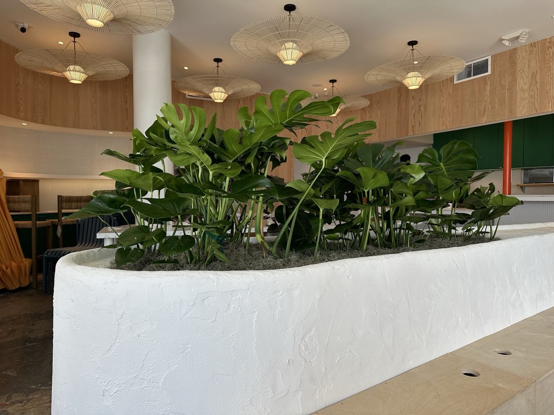 Massive monstera hedge in a sculptural white plaster banquette planter under rattan pendant lights