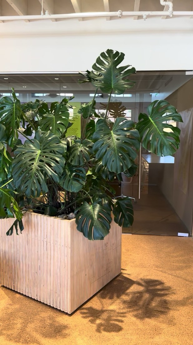 Tall monstera growing from a white-oak box planter in an office interior