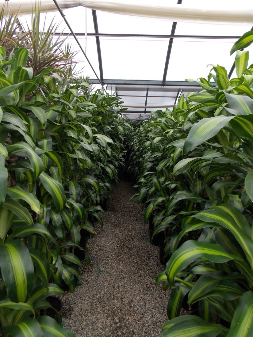 Rows of healthy dracaena at one of our partner nurseries, where we hand-pick every plant