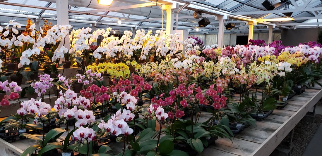 Rows of orchids at one of our partner nurseries, where we hand-pick every plant