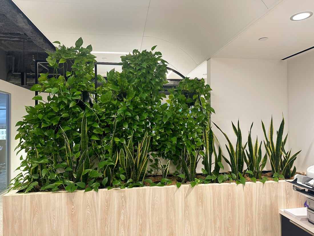 Planter-box divider filled with sansevieria separating office workspaces