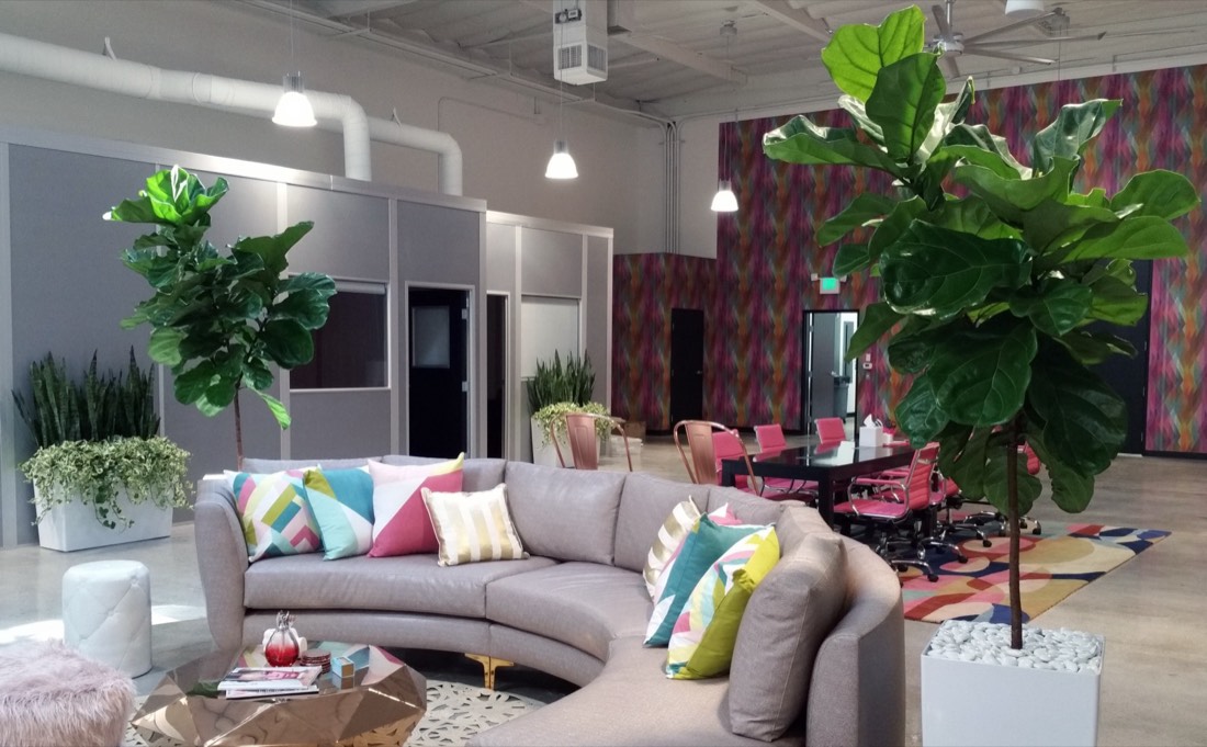Indoor plants installed and maintained by Area Indoor Plants in a Los Angeles creative studio office
