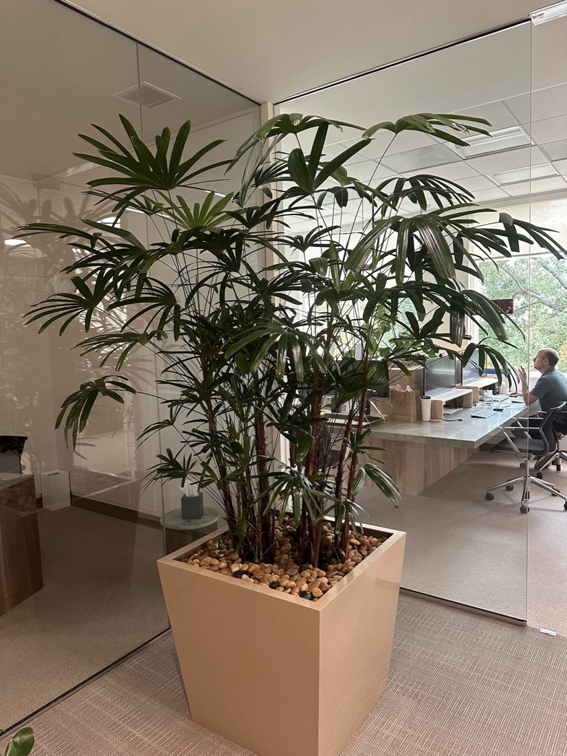 Rhapis palm thriving beside a glass-walled office