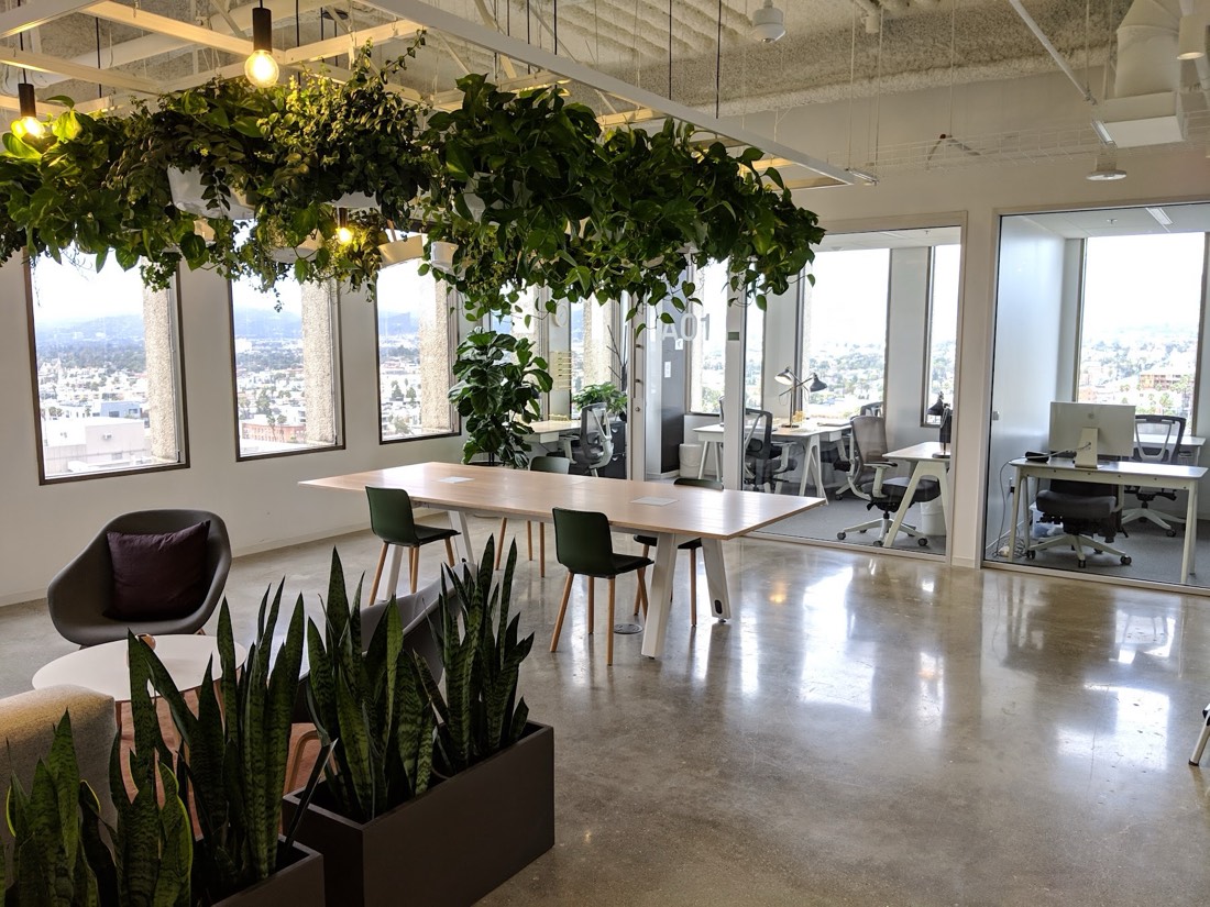 Suspended planters trailing greenery above a long communal work table in an open-plan office