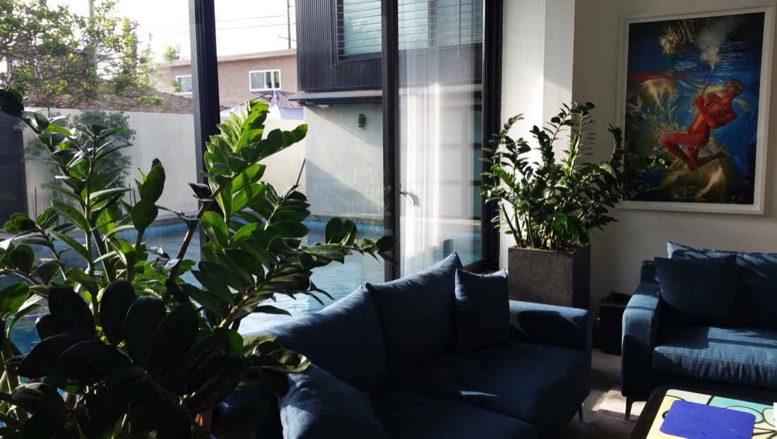Indoor plants arranged in a modern living room